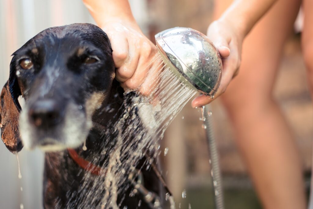 A dog taking a bath/shower which represents the drain clog prevention blog.