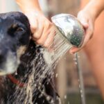 Keeping Your Pets Clean And Your Drains Clear